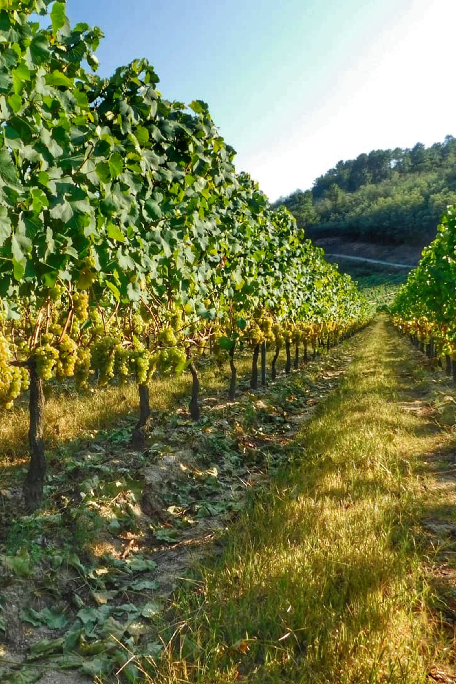 señorio de beade vinos (1)