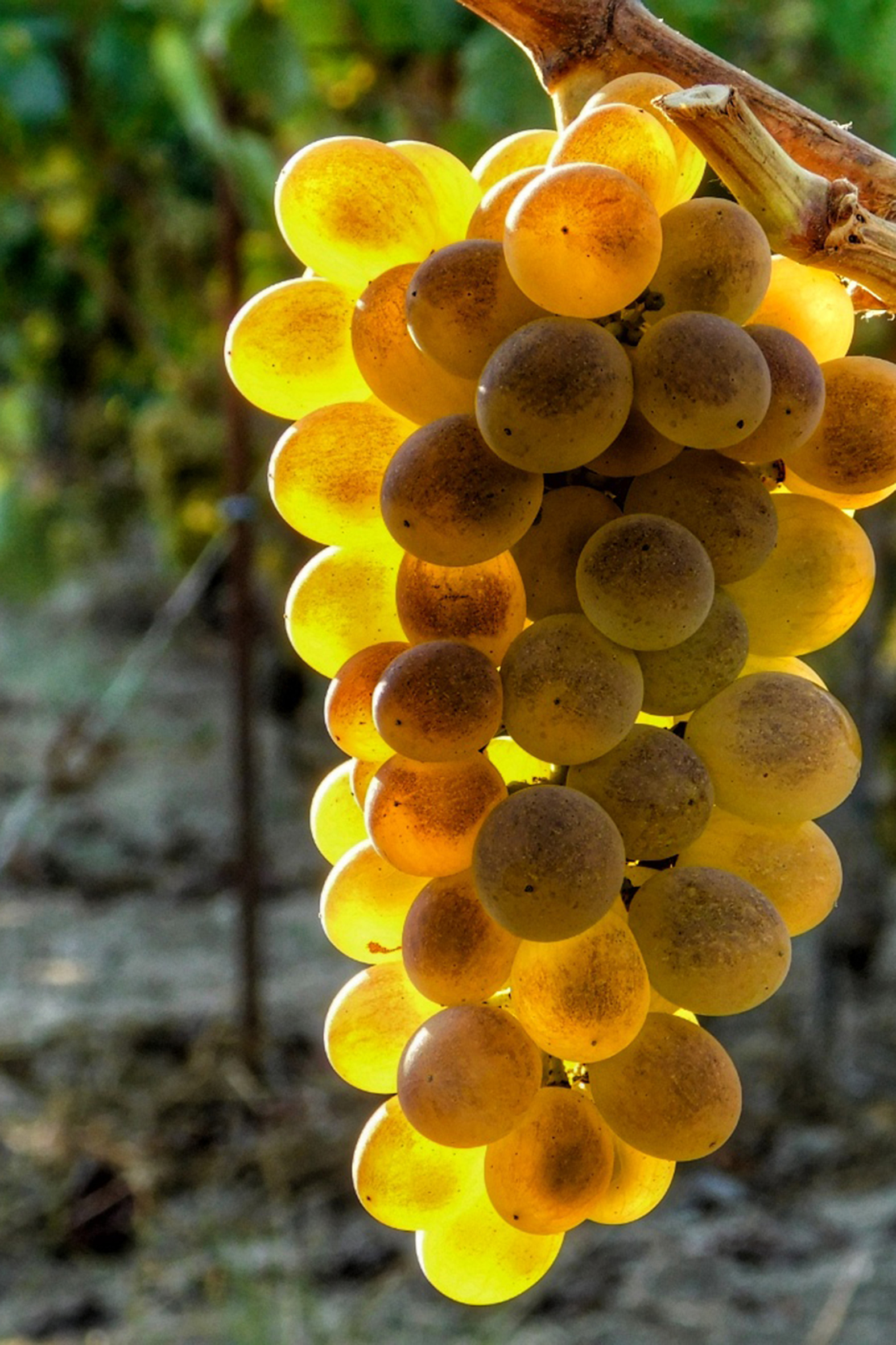 señorio de beade vinos (1)