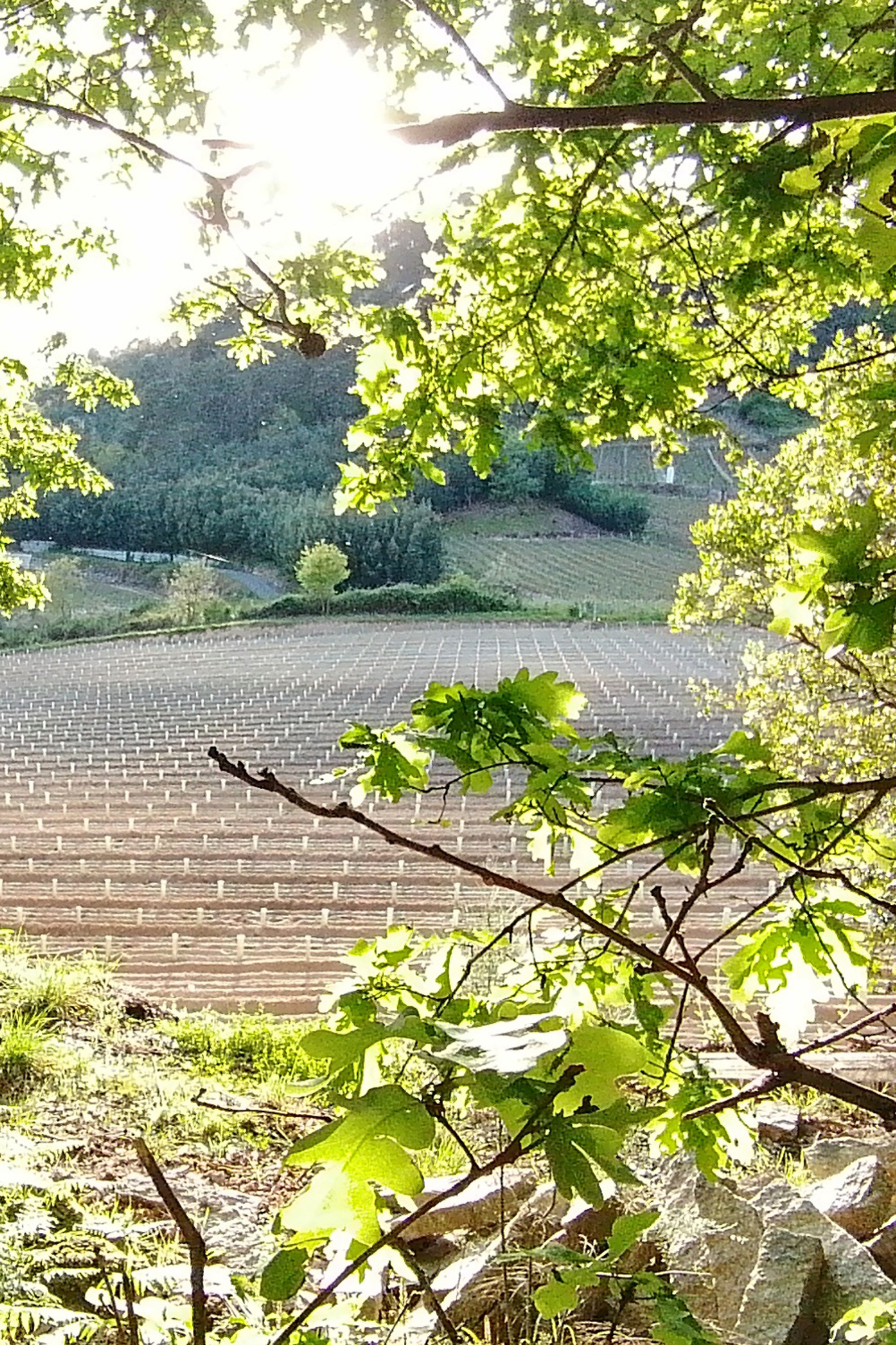 señorio de beade vinos (3)