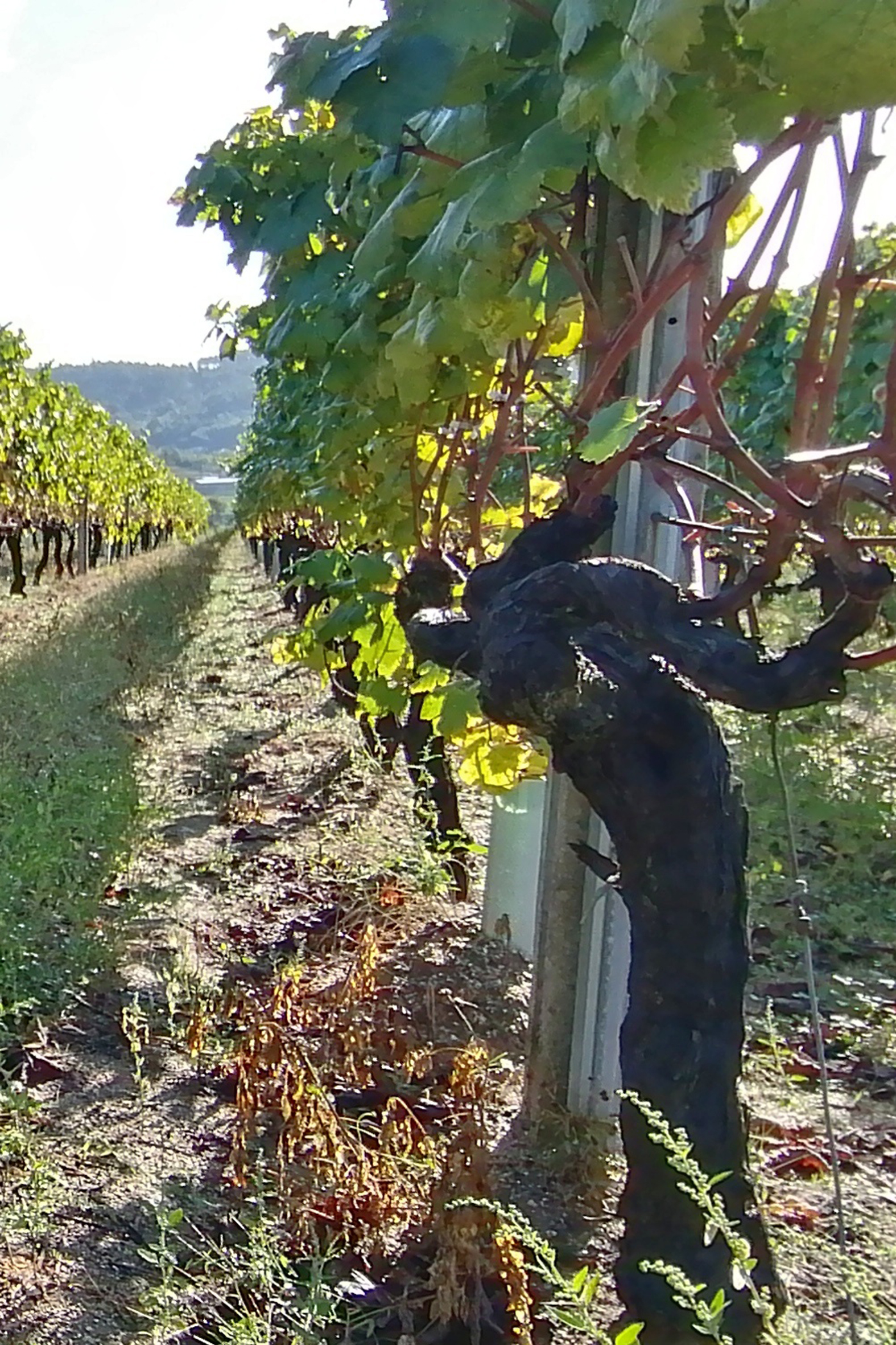 señorio de beade vinos (4)