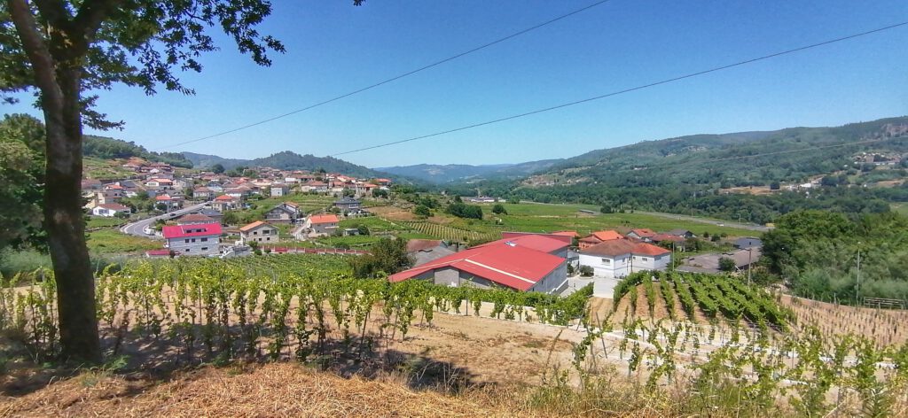 Bodega Ribeiro